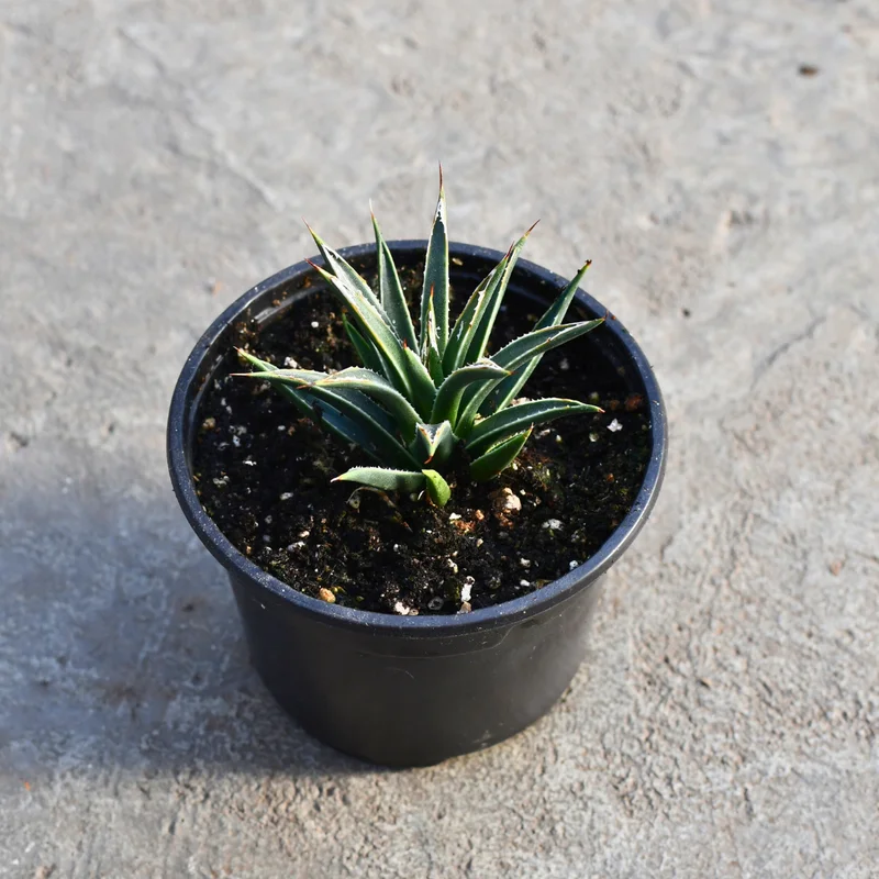 0nxquapfcg4