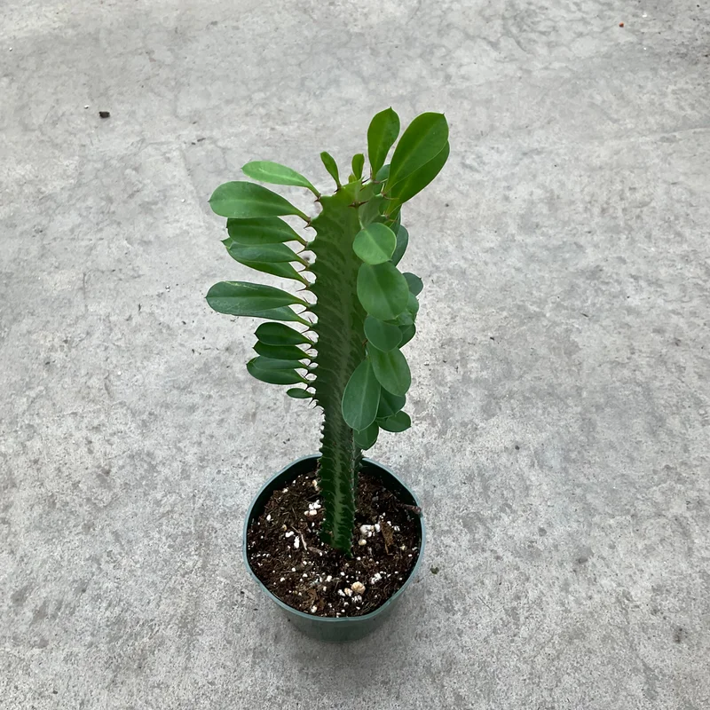0siwvtq11x4