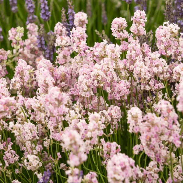 1wkgygvueyl