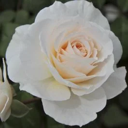 2026_05_18_60687