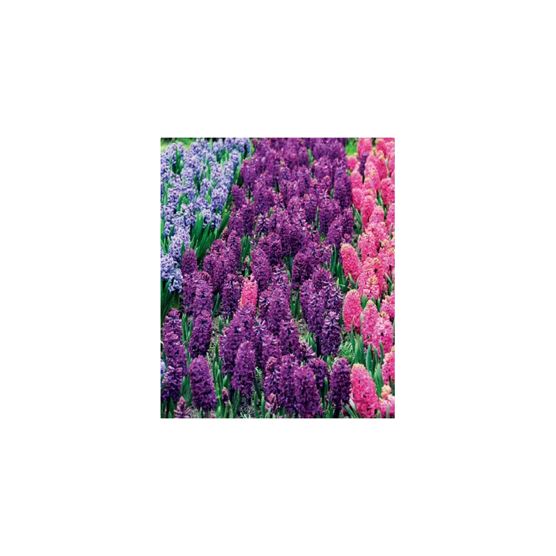 2026_05_18_69622