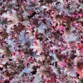 2026_05_19_111734
