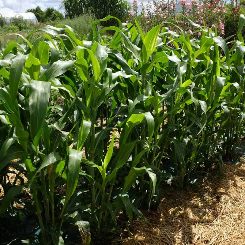 2026_05_27_717012