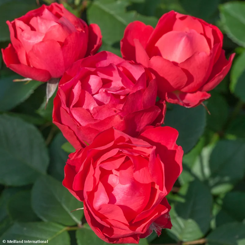 2026_05_28_810519