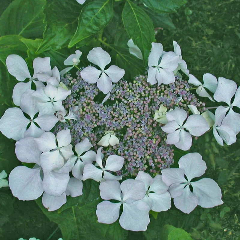 2026_05_28_830403