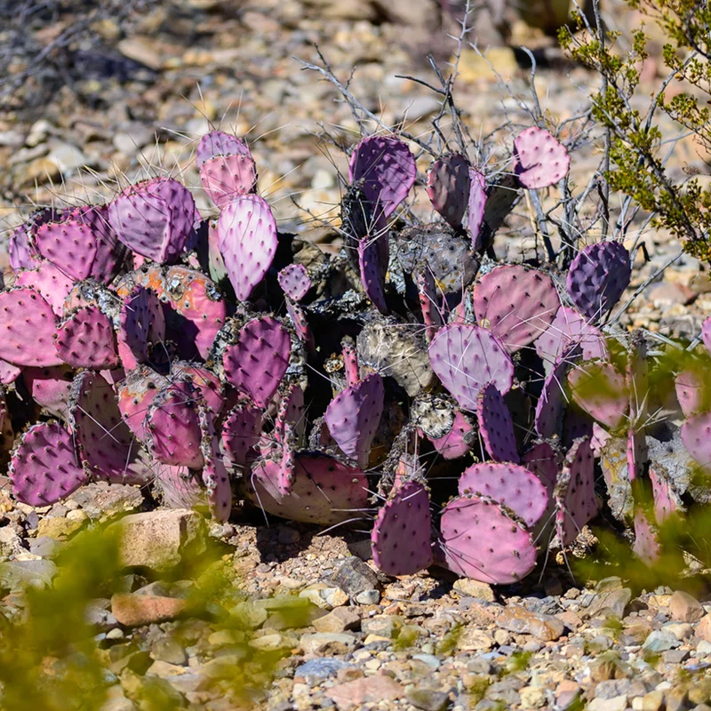 2026_05_28_835204