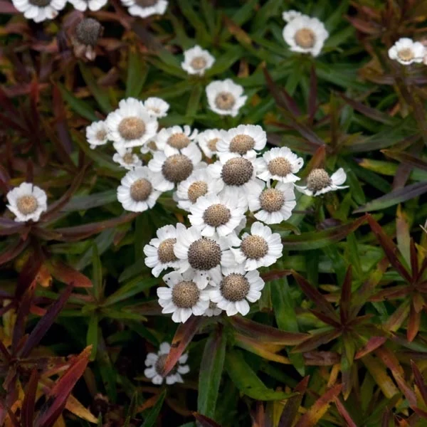 2026_05_28_835334