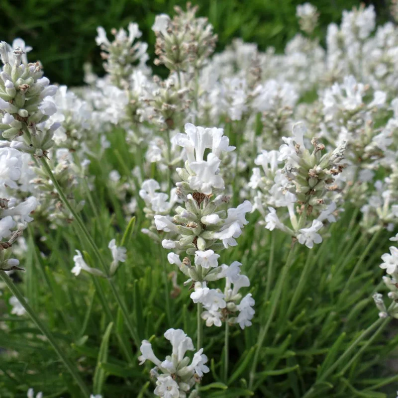 2026_05_28_835994
