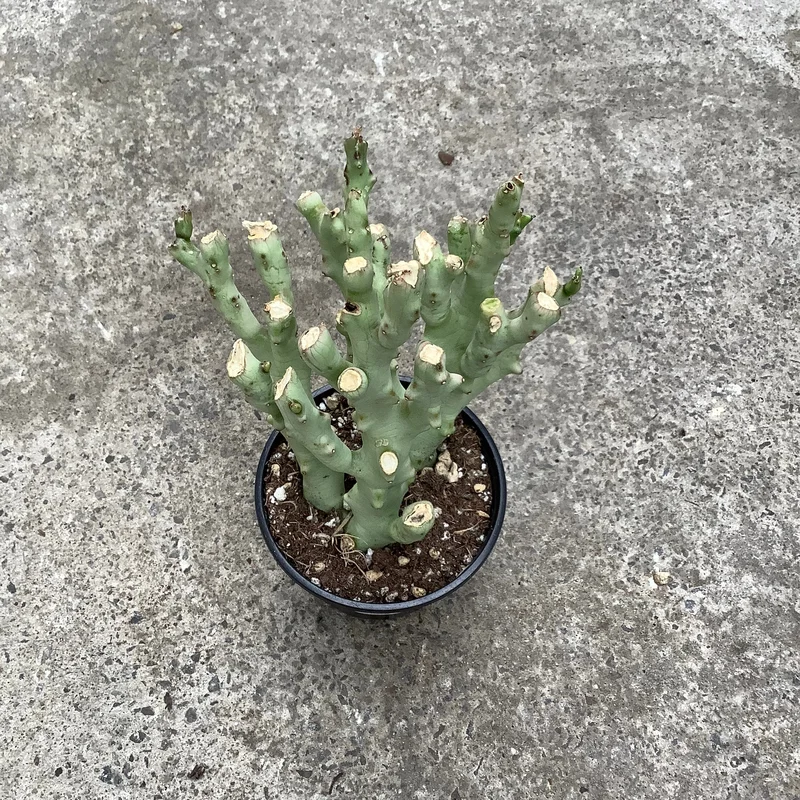 2hnxbrzi1zm