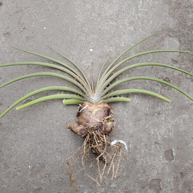 4jqh1cq4xq0