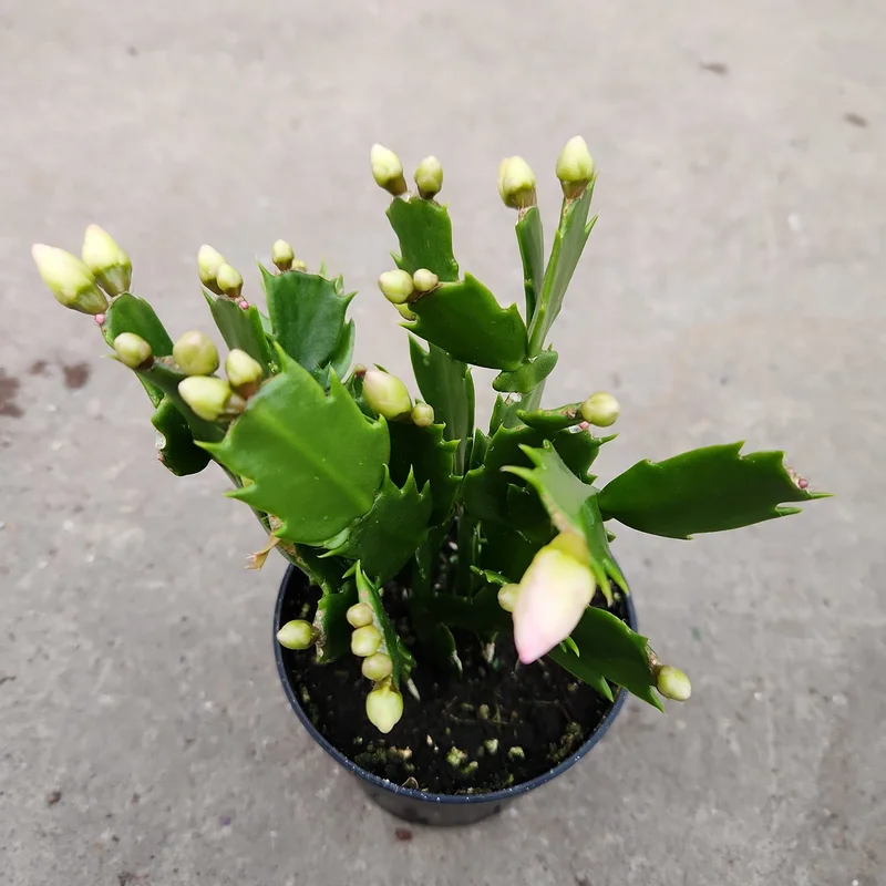 4rfogg3yixz