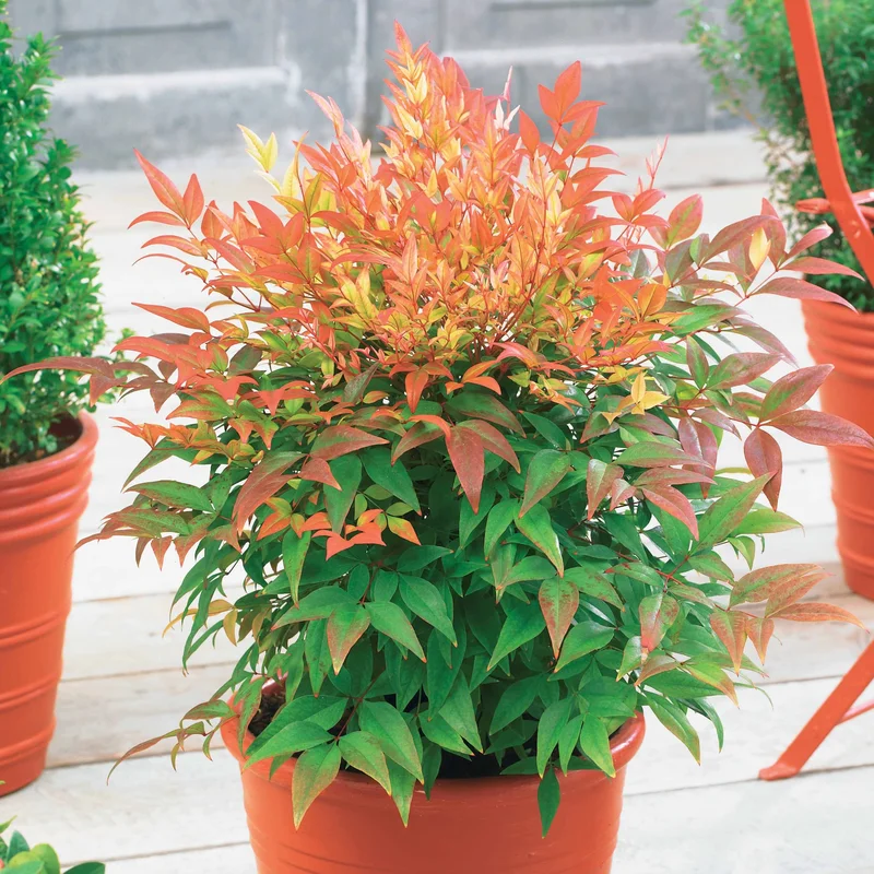 5alvjmajtyi