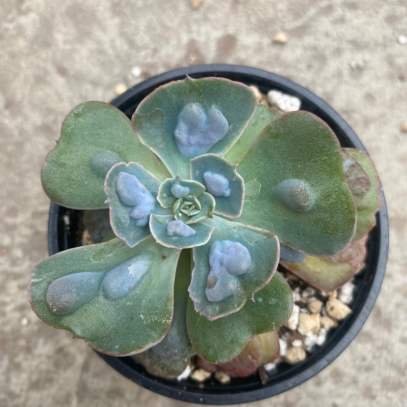 5yuv5bkhggo