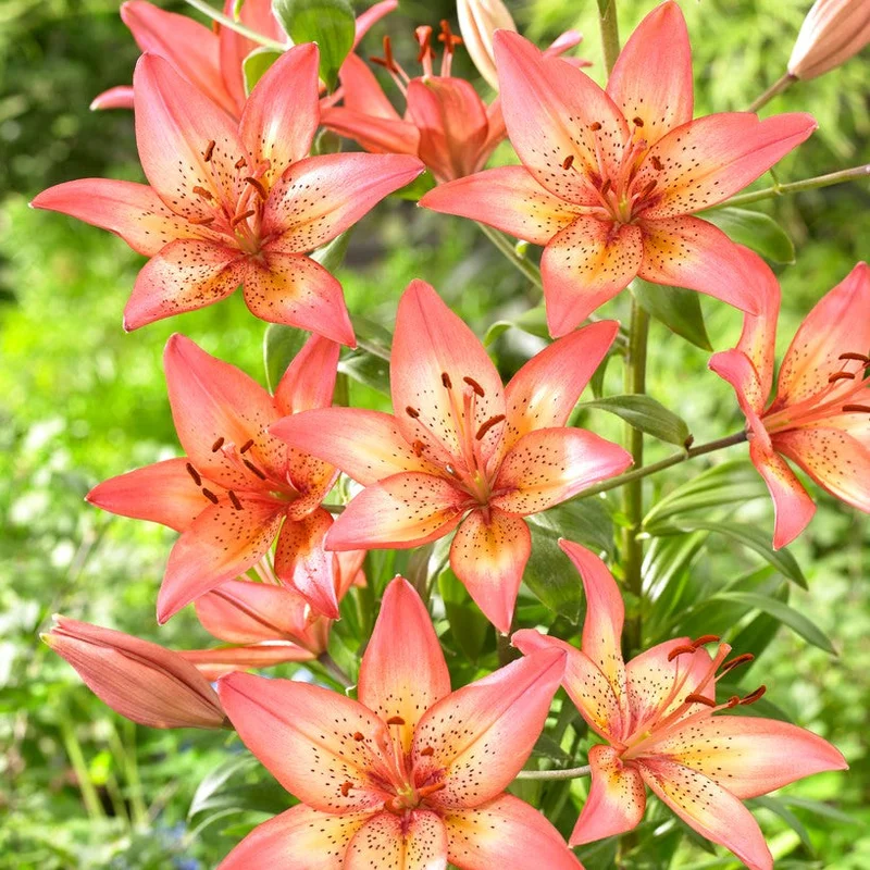 acxocvspami