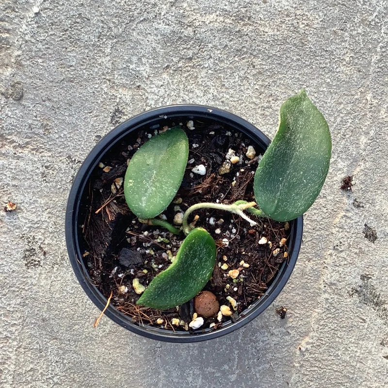 akvbccc44dj