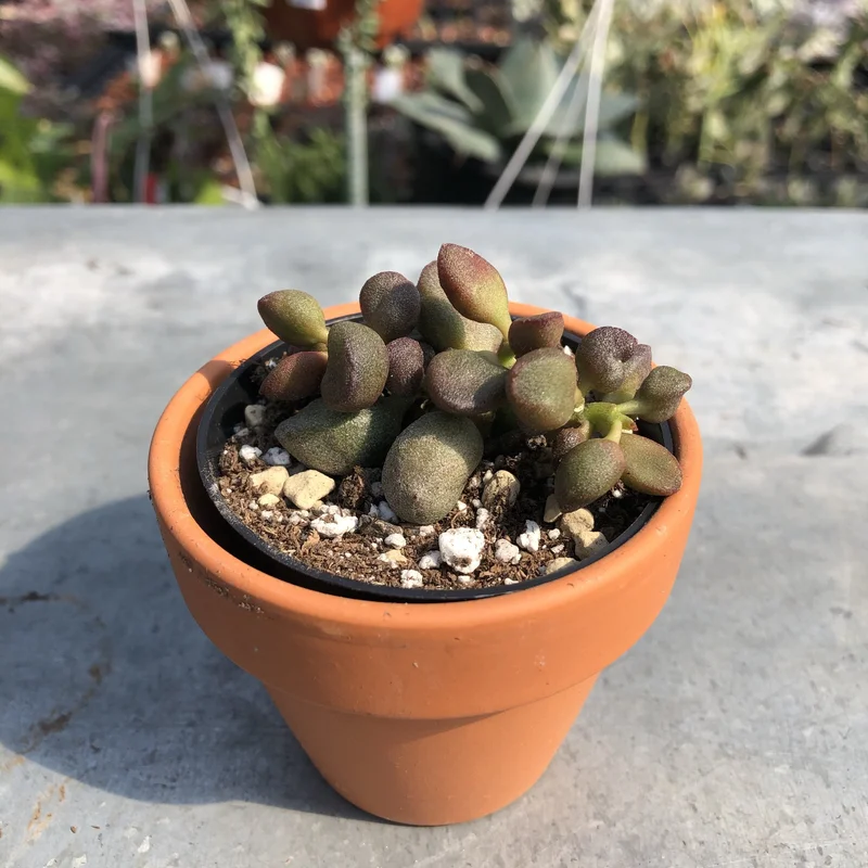 bxhj43aqggu