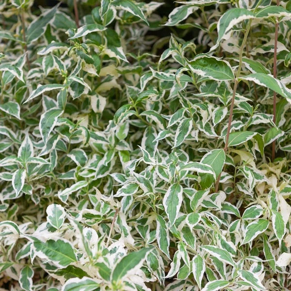 bz32yruxvny
