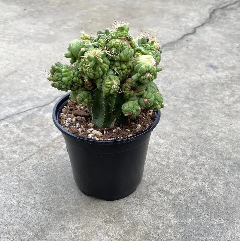 clyf2gfe2px