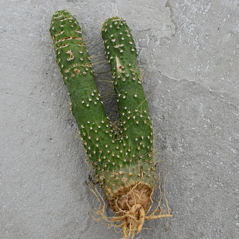 ezjkpf0zgrt