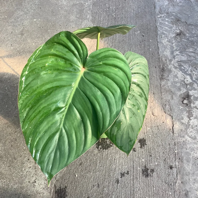 g3rs51gw2ne
