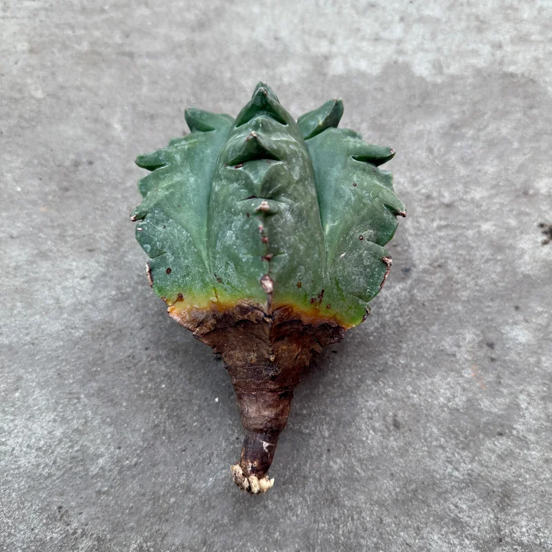 horcilsy00a
