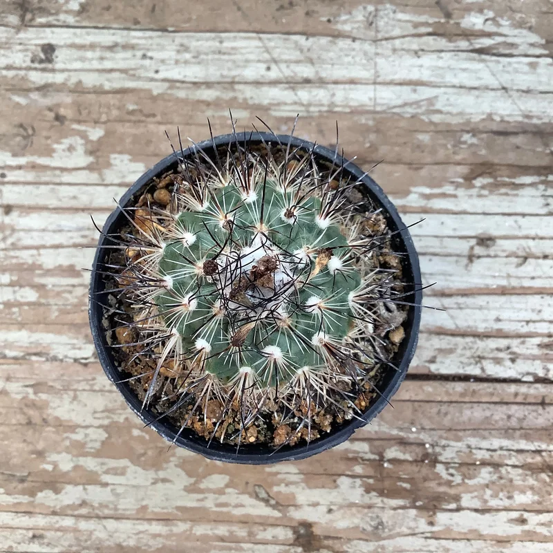 jd1fq02obtq