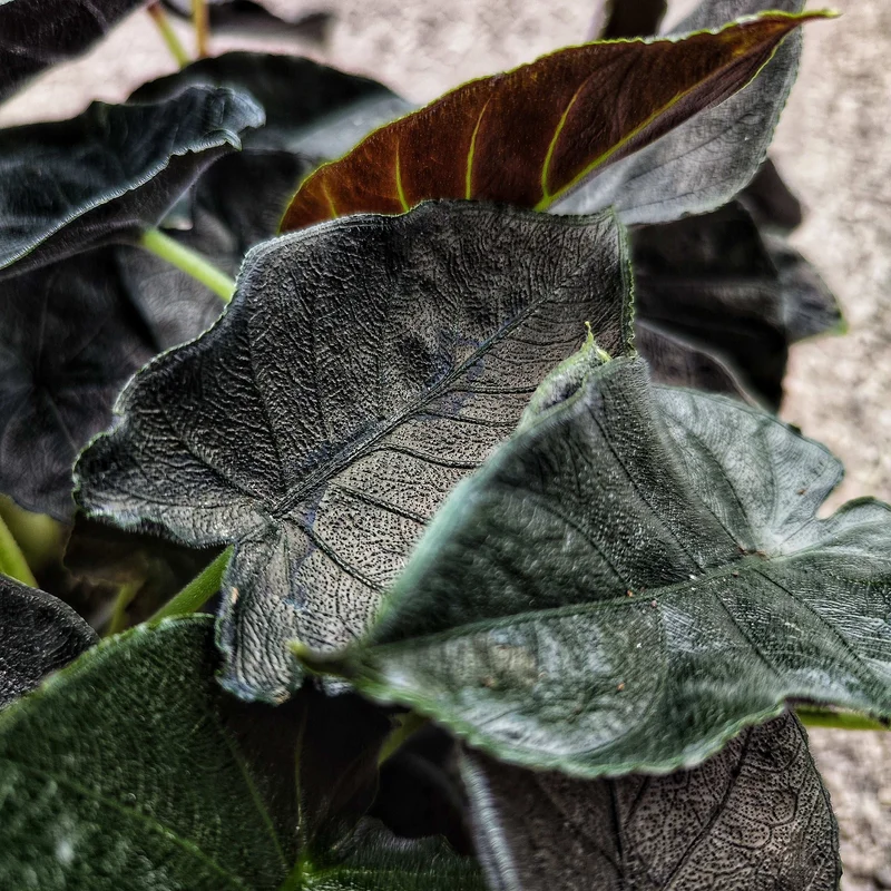 jlwvmqla22l
