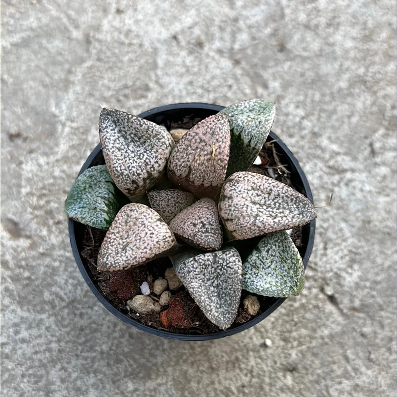 olsqayixqal