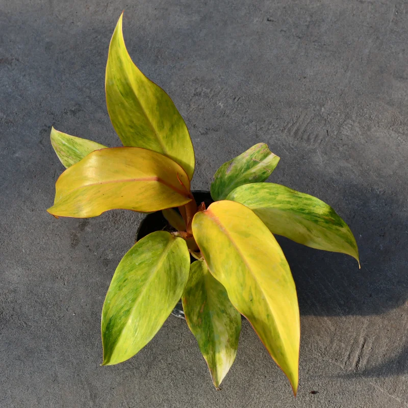 qubu4jq502t