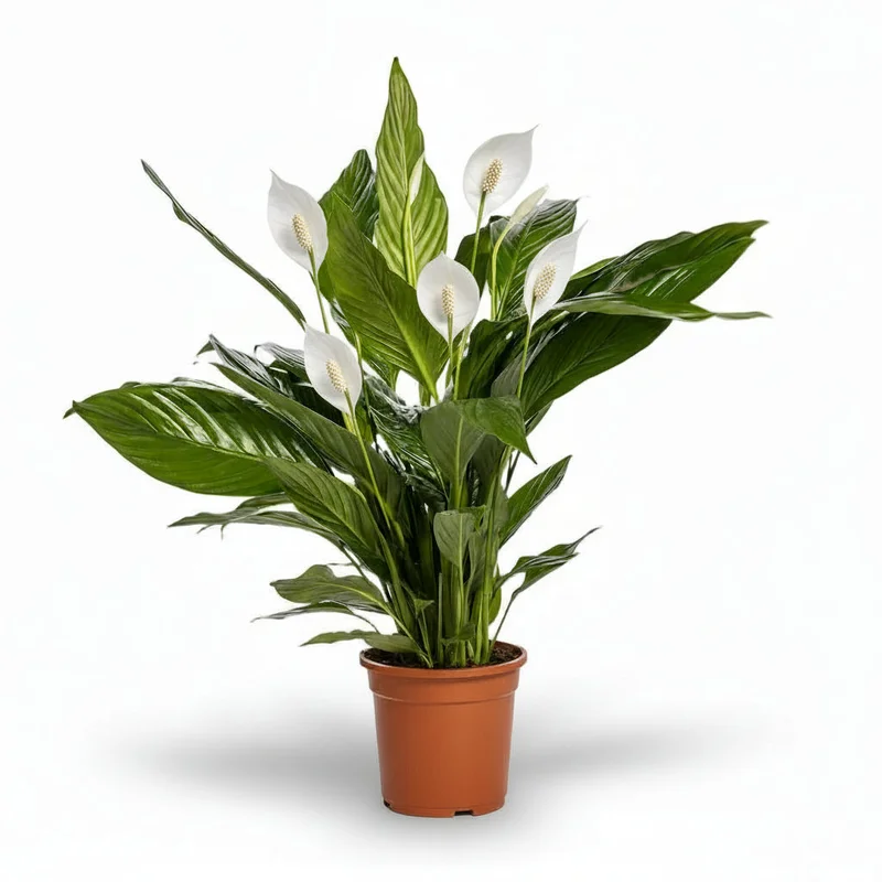 s2p3vozautp
