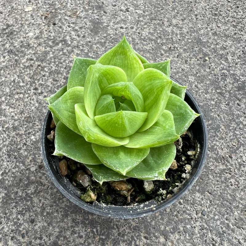 sqgq5lb0owe