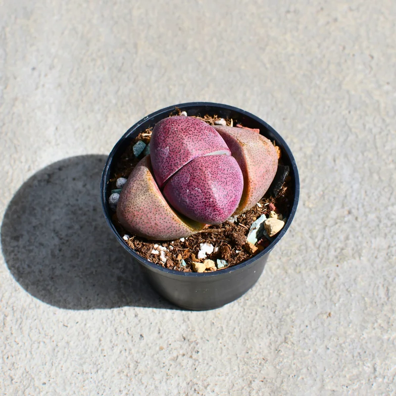 strdq4yb0r5