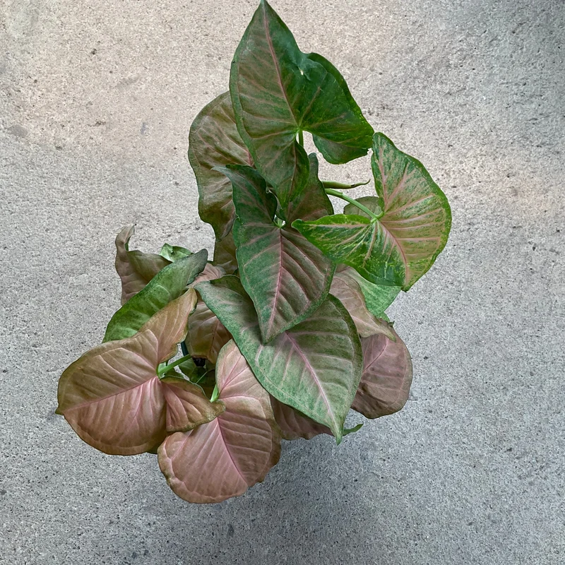 szguyaxegma
