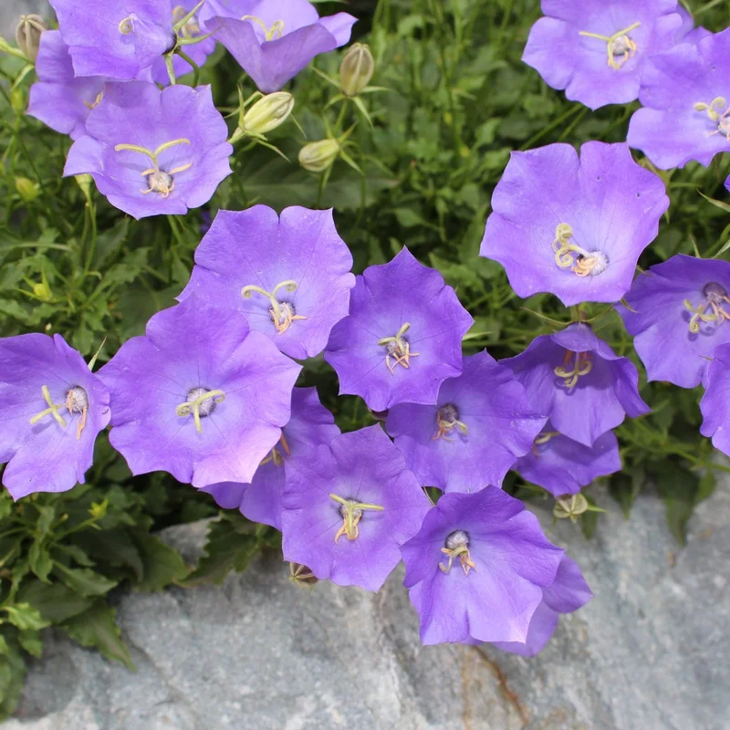 uve1bci4acq