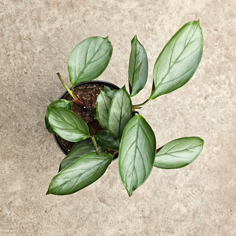 vpwivfcsjdw