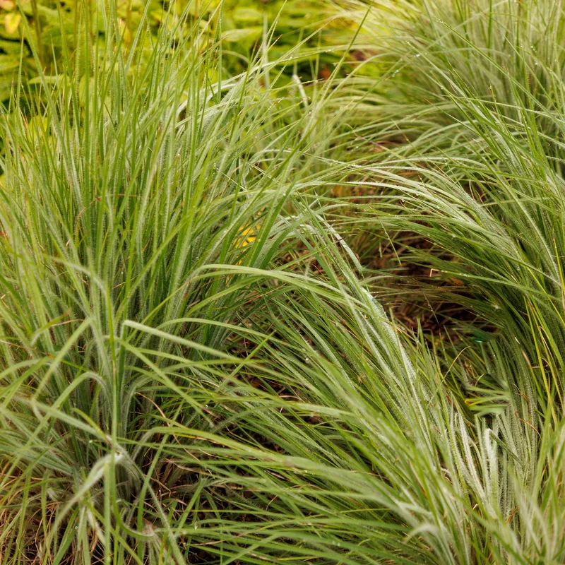 vziv3znyjab