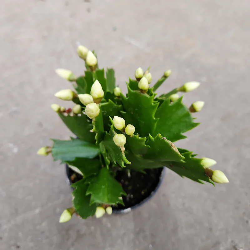 xomxzatsii5
