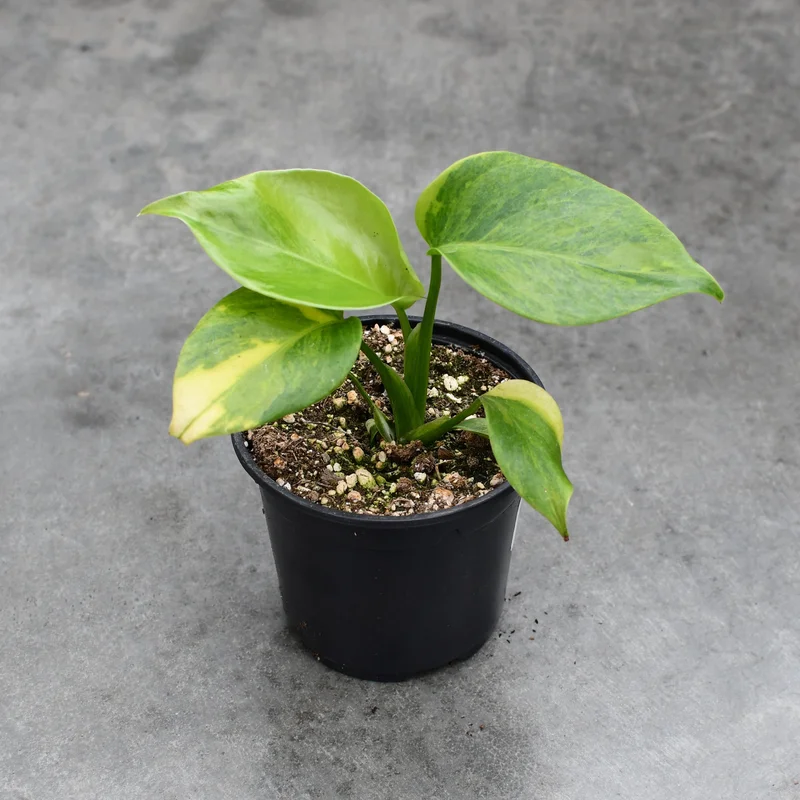 y0bwfyb5oy3