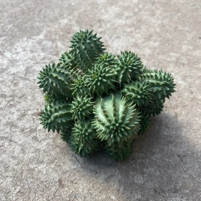 y5n1pf3zq3v