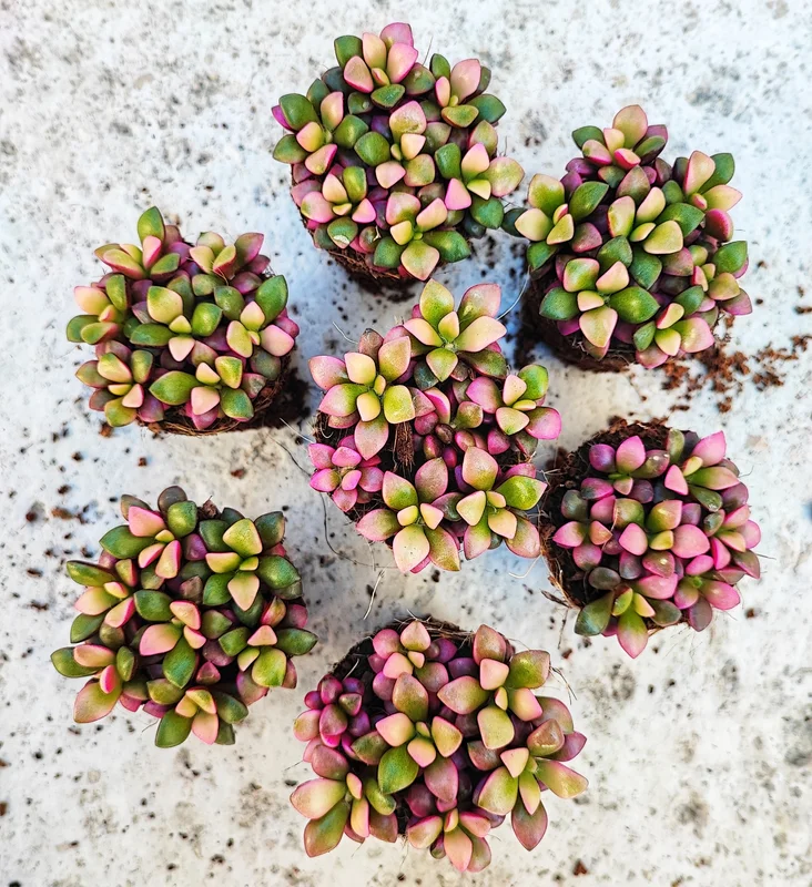 yxpinizavd1